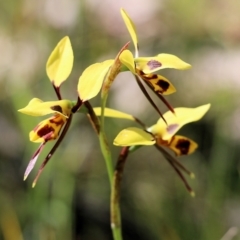 Diuris sulphurea (Tiger orchid) at Chiltern, VIC - 29 Oct 2021 by KylieWaldon