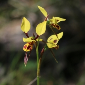 Diuris sulphurea at Chiltern, VIC - suppressed