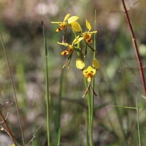 Diuris sulphurea at Chiltern, VIC - suppressed
