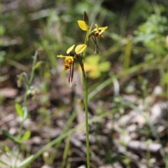 Diuris sulphurea at Chiltern, VIC - suppressed