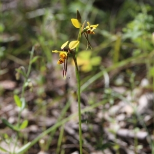 Diuris sulphurea at Chiltern, VIC - suppressed