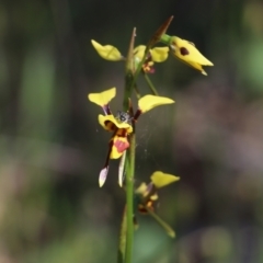Diuris sulphurea at Chiltern, VIC - suppressed