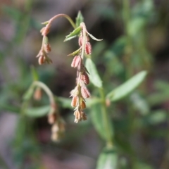 Gonocarpus tetragynus (Common Raspwort) at Chiltern, VIC - 30 Oct 2021 by KylieWaldon