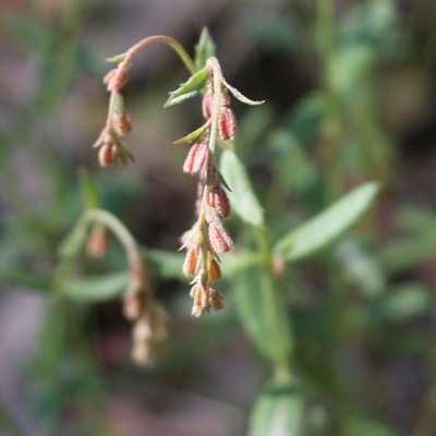 Gonocarpus tetragynus (Common Raspwort) at Chiltern, VIC - 30 Oct 2021 by KylieWaldon