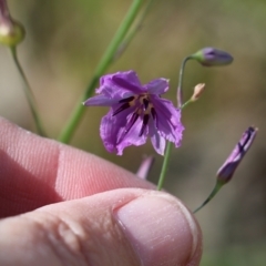 Arthropodium strictum (Chocolate Lily) at Chiltern, VIC - 30 Oct 2021 by KylieWaldon