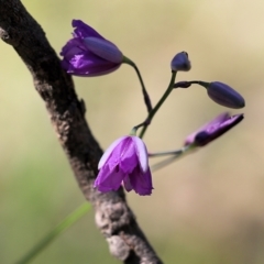 Arthropodium strictum at Chiltern, VIC - 30 Oct 2021 09:02 AM