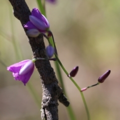 Arthropodium strictum at Chiltern, VIC - 30 Oct 2021