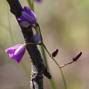 Arthropodium strictum at Chiltern, VIC - 30 Oct 2021 09:02 AM