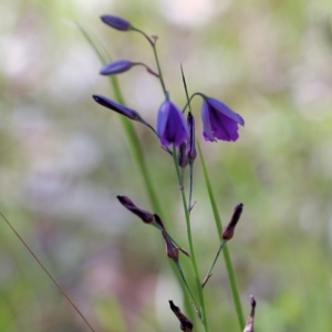 Arthropodium strictum at Chiltern, VIC - 30 Oct 2021