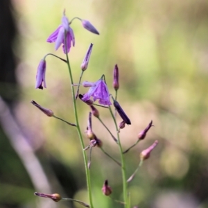 Arthropodium strictum at Chiltern, VIC - 30 Oct 2021