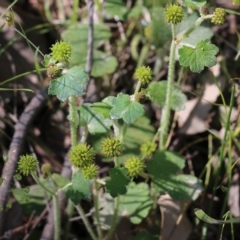 Hydrocotyle laxiflora (Stinking Pennywort) at Chiltern, VIC - 30 Oct 2021 by KylieWaldon