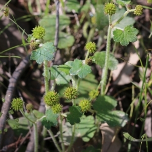 Hydrocotyle laxiflora at Chiltern, VIC - 30 Oct 2021 09:01 AM