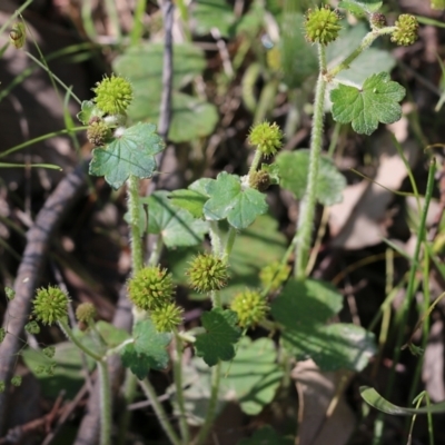 Hydrocotyle laxiflora (Stinking Pennywort) at Chiltern, VIC - 30 Oct 2021 by KylieWaldon