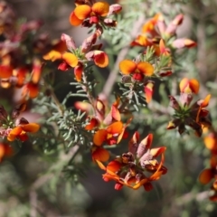 Dillwynia sp. at Chiltern, VIC - 30 Oct 2021 by KylieWaldon