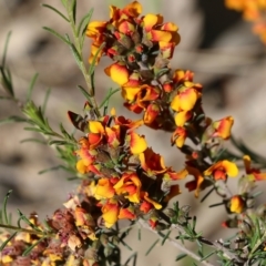 Dillwynia sericea (Egg And Bacon Peas) at Chiltern, VIC - 30 Oct 2021 by KylieWaldon