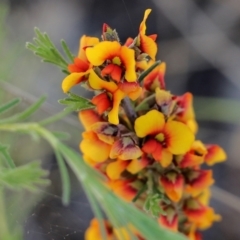 Dillwynia sericea at Chiltern, VIC - 30 Oct 2021 09:04 AM