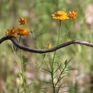 Xerochrysum viscosum at Chiltern, VIC - 30 Oct 2021