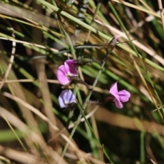 Glycine clandestina (Twining Glycine) at Chiltern, VIC - 29 Oct 2021 by KylieWaldon