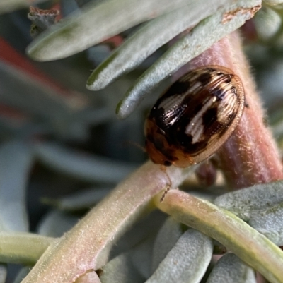 Peltoschema delicatulum (Leaf beetle) at Jerrabomberra, NSW - 30 Oct 2021 by SteveBorkowskis
