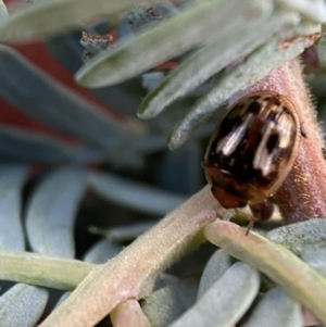 Peltoschema delicatulum at Jerrabomberra, NSW - 30 Oct 2021