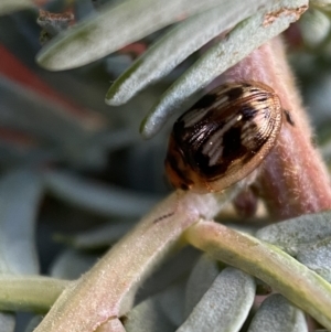 Peltoschema delicatulum at Jerrabomberra, NSW - 30 Oct 2021