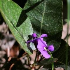 Hardenbergia violacea (False Sarsaparilla) at Chiltern, VIC - 30 Oct 2021 by KylieWaldon