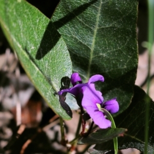 Hardenbergia violacea at Chiltern, VIC - 30 Oct 2021