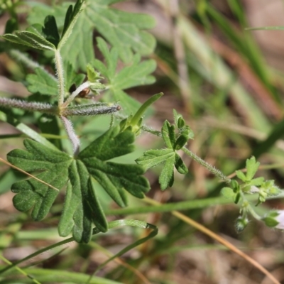 Geranium solanderi at Chiltern, VIC - 30 Oct 2021 by KylieWaldon