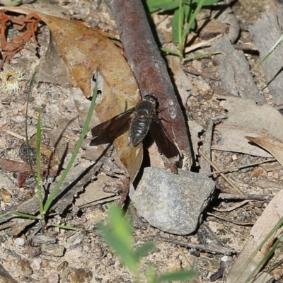 Unidentified Bee fly (Bombyliidae) at Chiltern, VIC - 29 Oct 2021 by KylieWaldon