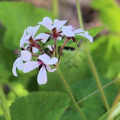 Unidentified Other Wildflower or Herb at Chiltern, VIC - 29 Oct 2021 by KylieWaldon