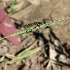 Chauliognathus lugubris (Plague Soldier Beetle) at Chiltern, VIC - 30 Oct 2021 by KylieWaldon