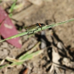 Chauliognathus lugubris (Plague Soldier Beetle) at Chiltern, VIC - 29 Oct 2021 by KylieWaldon