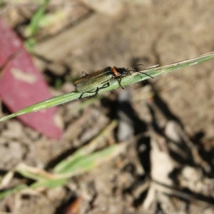 Chauliognathus lugubris at Chiltern, VIC - 30 Oct 2021 09:12 AM