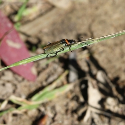 Chauliognathus lugubris (Plague Soldier Beetle) at Chiltern, VIC - 30 Oct 2021 by KylieWaldon