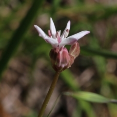 Burchardia umbellata (Milkmaids) at Chiltern, VIC - 29 Oct 2021 by KylieWaldon