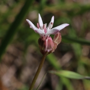 Burchardia umbellata at Chiltern, VIC - 30 Oct 2021