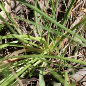 Burchardia umbellata at Chiltern, VIC - 30 Oct 2021