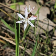 Burchardia umbellata at Chiltern, VIC - 30 Oct 2021