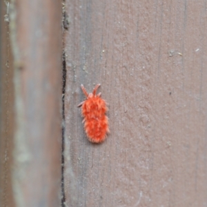 Trombidiidae (family) at Wamboin, NSW - 27 Nov 2020