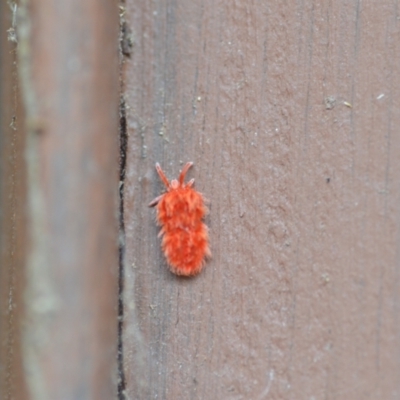 Trombidiidae (family) (Red velvet mite) at QPRC LGA - 27 Nov 2020 by natureguy