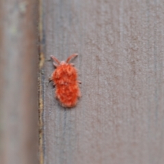 Trombidiidae (family) at Wamboin, NSW - 27 Nov 2020