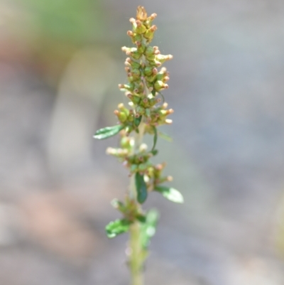 Gamochaeta impatiens (A cudweed) at Wamboin, NSW - 28 Nov 2020 by natureguy