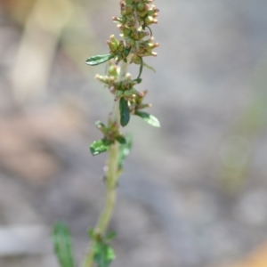 Gamochaeta purpurea at Wamboin, NSW - 28 Nov 2020