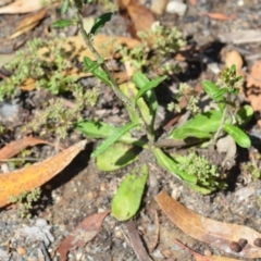 Gamochaeta purpurea at Wamboin, NSW - 28 Nov 2020