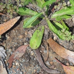 Gamochaeta purpurea at Wamboin, NSW - 28 Nov 2020