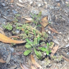Gamochaeta purpurea at Wamboin, NSW - 28 Nov 2020