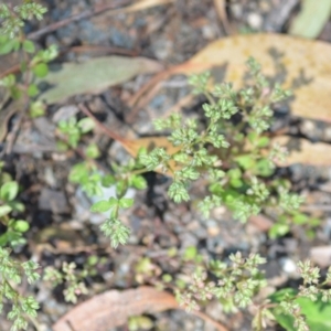 Polycarpon tetraphyllum at Wamboin, NSW - 28 Nov 2020
