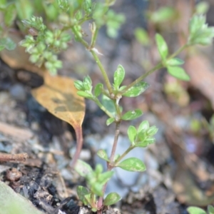 Polycarpon tetraphyllum at Wamboin, NSW - 28 Nov 2020