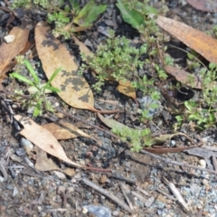 Polycarpon tetraphyllum at Wamboin, NSW - 28 Nov 2020