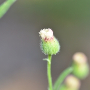 Erigeron bonariensis at Wamboin, NSW - 28 Nov 2020